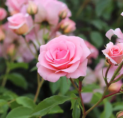 You're Beautiful Rose  5.5L Pot - Fragrant Pink Floribunda Rose The Rose Press Garden