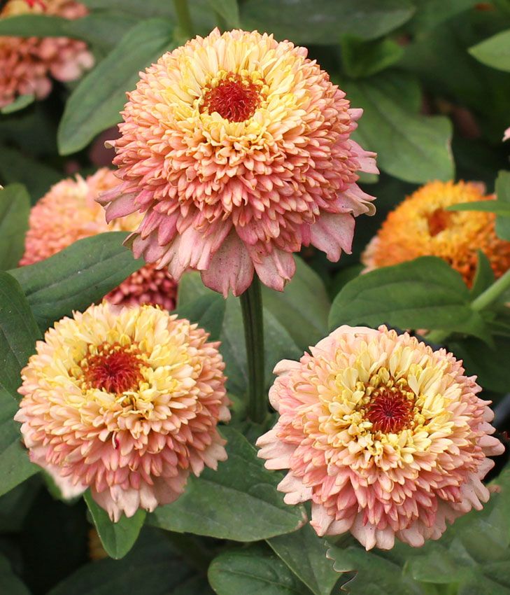 Zinnia &