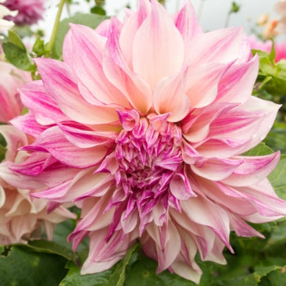 Dahlia &