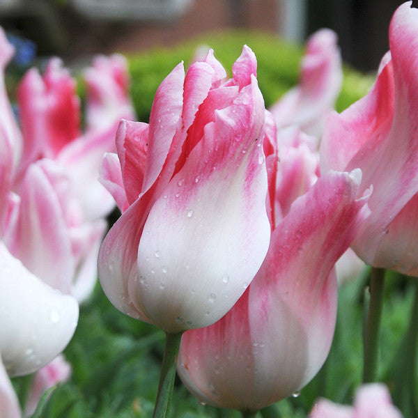 Tulip Holland Chic (15 Bulbs)