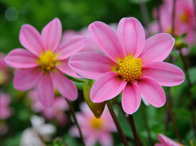 Dahlia &