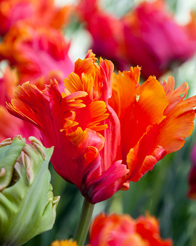 Tulip Amazing Parrot (15 Bulbs)