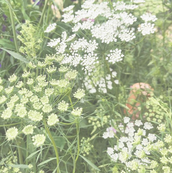 Ammi majus seeds