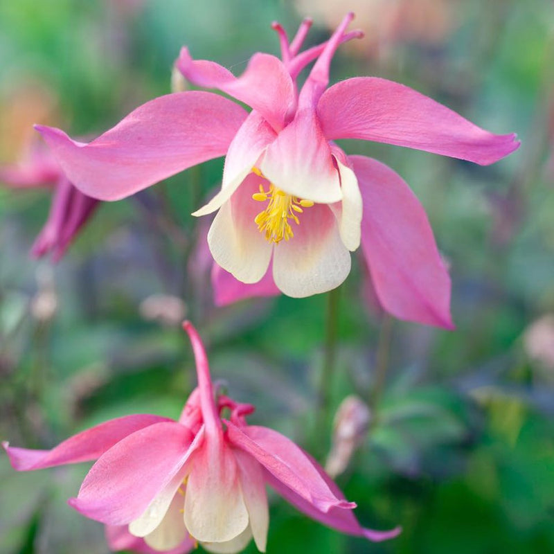 Aquilegia &