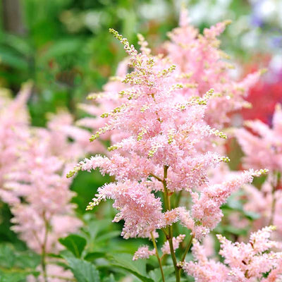 Astilbe 'Peach Blossom Pink' Bare Root  (Preorder)