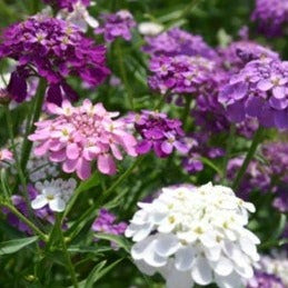 Candytuft Dwarf &