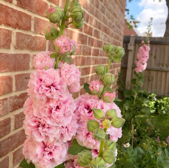 Hollyhock Chater&