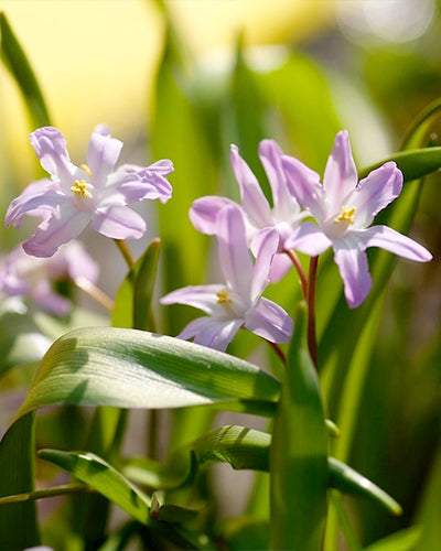 Chionodoxa forbesii Pink Giant  (30 bulbs)