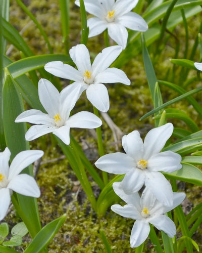 Chionodoxa luciliae Alba  (30 bulbs)