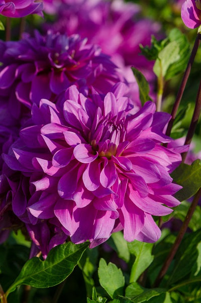 Dahlia &