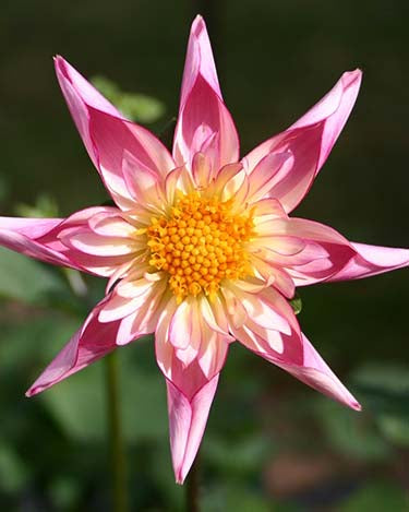Dahlia &