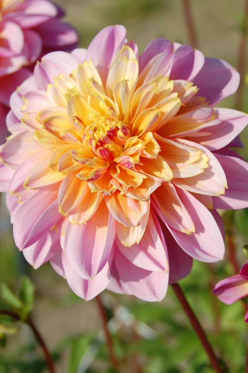 Dahlia &