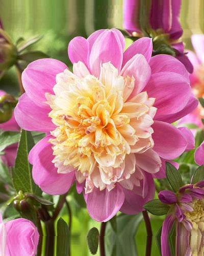 Dahlia &