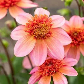 Dahlia &