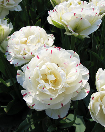 Tulip Danceline (15 Bulbs)