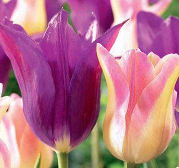 Tulip &