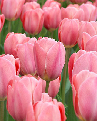 Tulip Design Impression (15 Bulbs)
