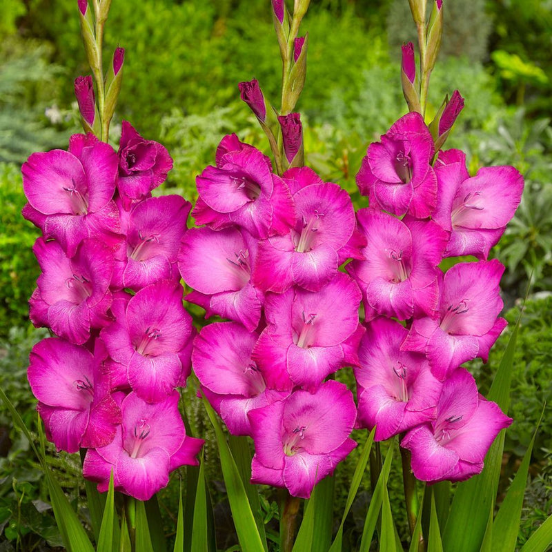 Gladioli &