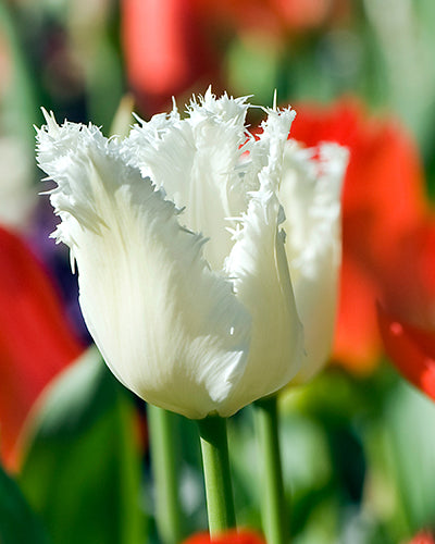 Tulip Honeymoon (15 Bulbs)