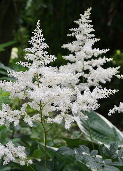 Astilbe 'Japonica Washington White' Bare Root (Preorder)