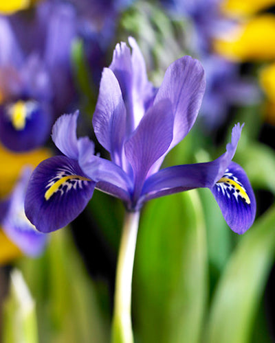 Iris reticulata Harmony (25 bulbs)