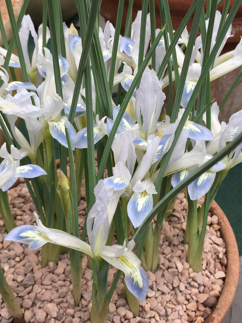 Iris reticulata Frozen Plant (25 bulbs)