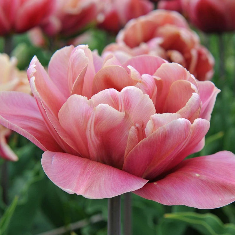 Tulip La Belle Epoque (15 Bulbs)