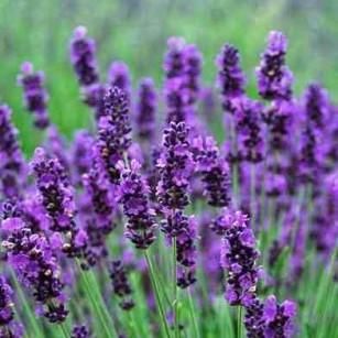 Lavender &