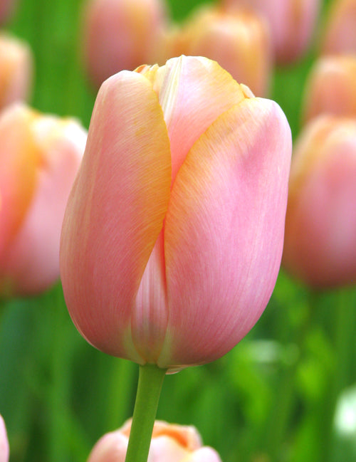 Tulip Menton (15 Bulbs)