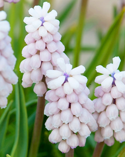 Muscari Pink Sunrise (15 Bulbs)