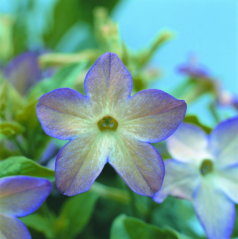 Nicotiana &
