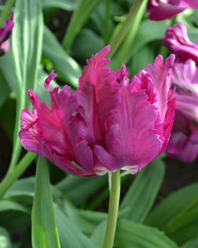 Tulip Parrot Negrita (15 Bulbs)