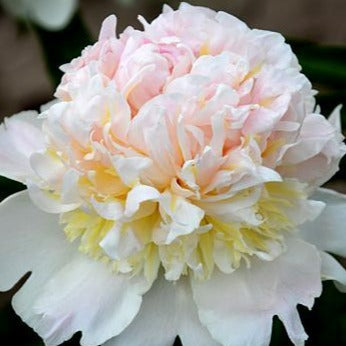 Peony 'Top Brass' Bare Root (Pre order)