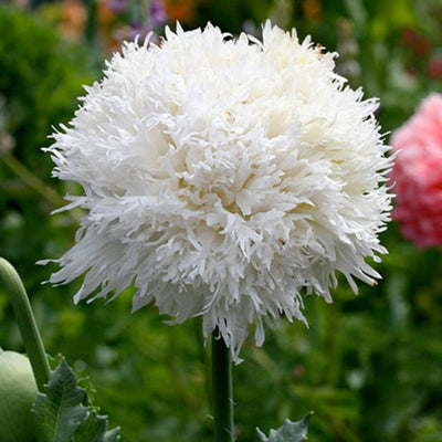 Small Ruffled Poppy Poppy ‘Swansdown’ Seeds | White Ruffled Annual Poppy – The Rose Press ...