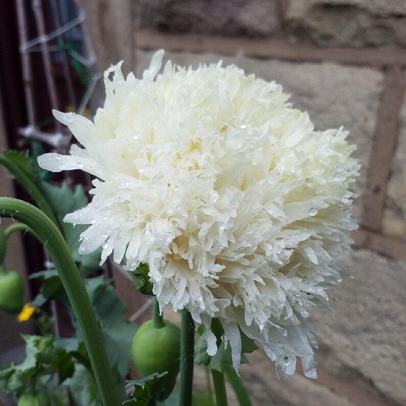 Small Ruffled Poppy Poppy ‘Swansdown’ Seeds | White Ruffled Annual Poppy – The Rose Press ...