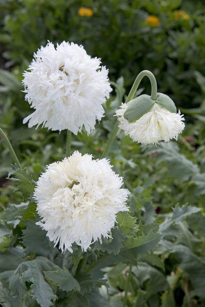 Poppy 'Swansdown' Seeds