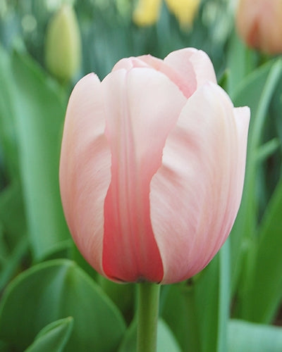 Tulip Salmon Impression (15 Bulbs)