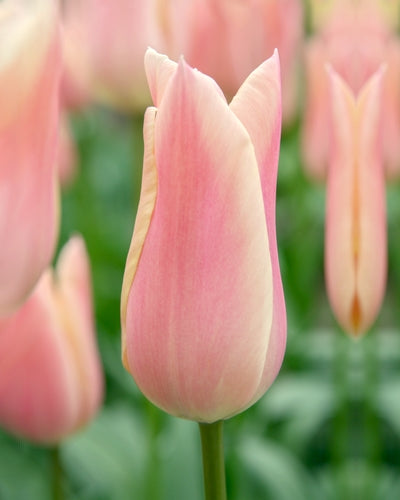 Tulip Sanne (15 Bulbs)