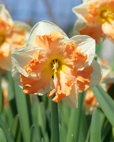 Daffodil Sunny Girlfriend (10 Bulbs)