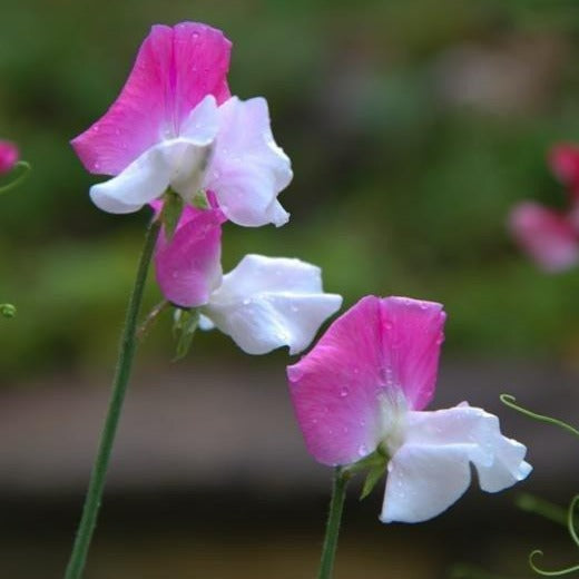 Sweet Pea &