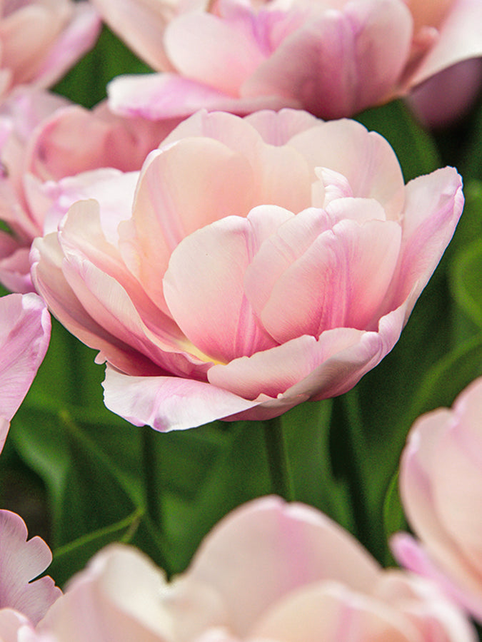 Tulip Tabledance (15 Bulbs)