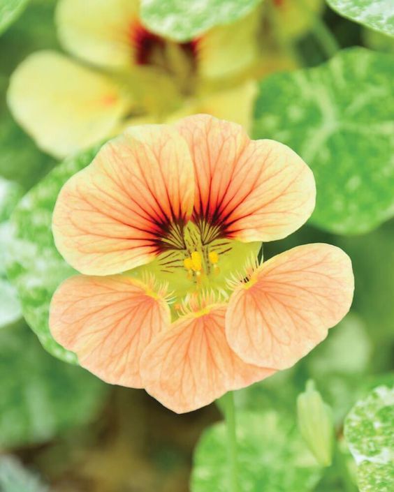 Nasturtium &