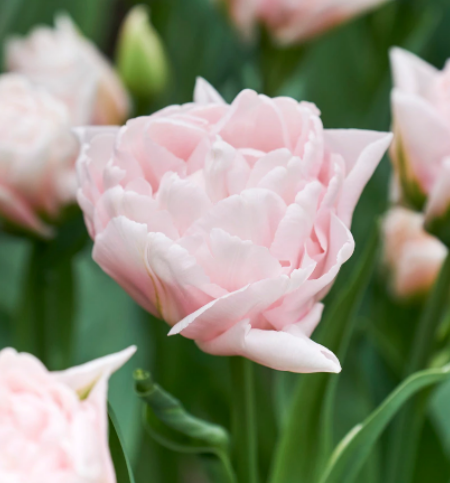 Tulip Dreamer (15 Bulbs)