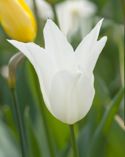 Tulip White Triumphator (15 Bulbs)
