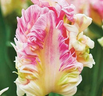 Tulip Cabanna (15 Bulbs)