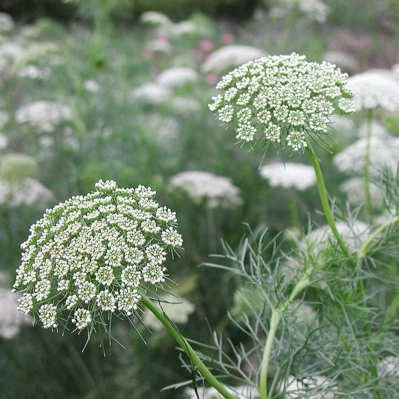 Ammi Visnaga Seeds