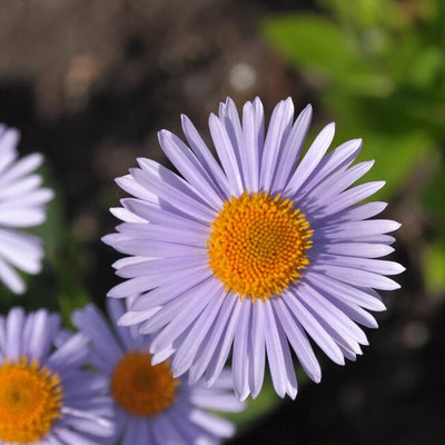 Aster 'Lilac Love' Bare Root (Preorder)