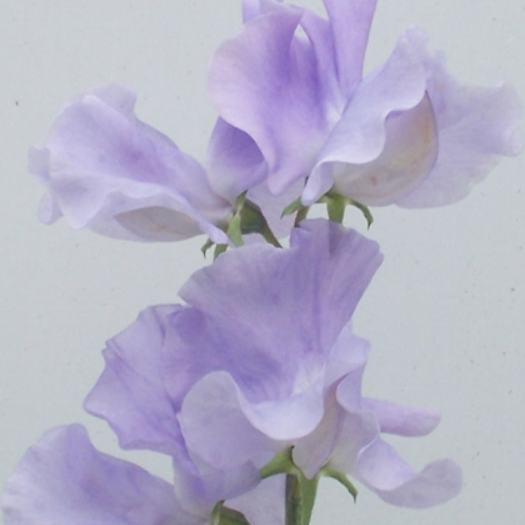 Sweet Pea Charlie&