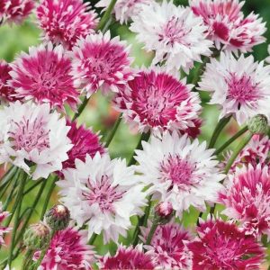 Cornflower &