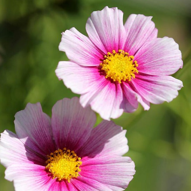 Cosmos &